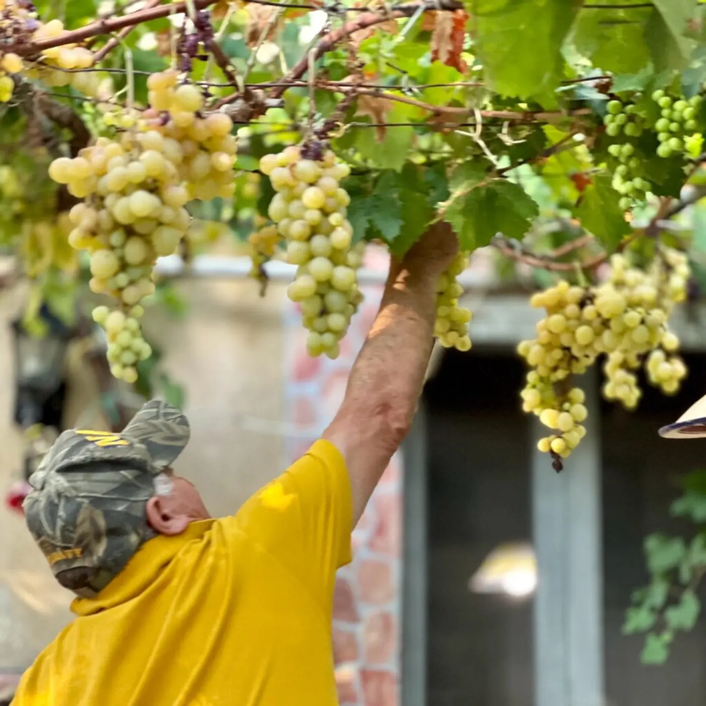 Full Experience: Cooking Dinner & Wine Tasting — photo 11 of 13