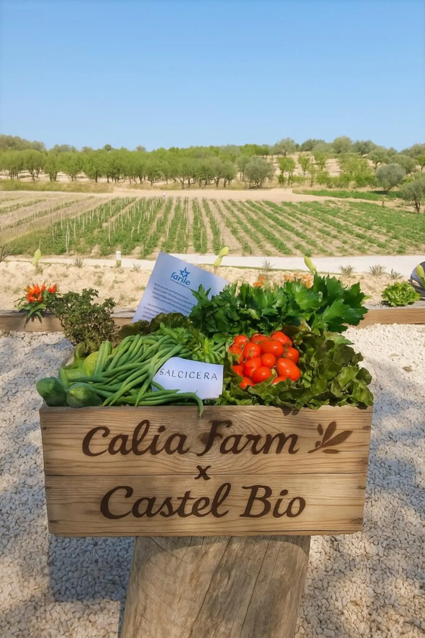 Caliafarm goes Noto — photo 1 of 3